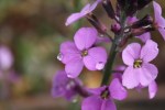 dew drops on purple flowers