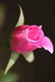 Pink budding rose